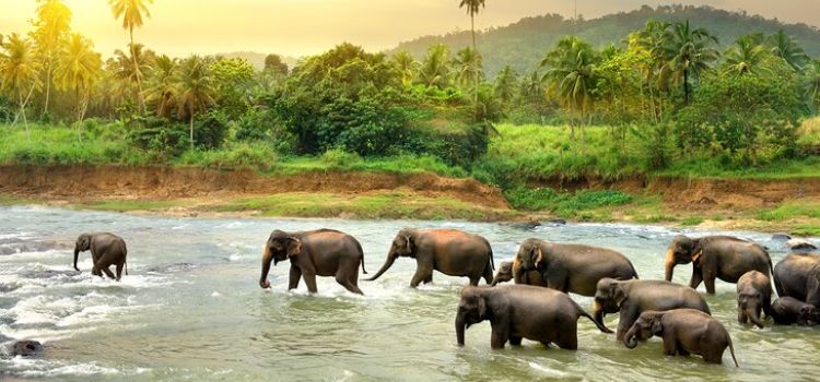 Activities and tickets in Sri Lanka