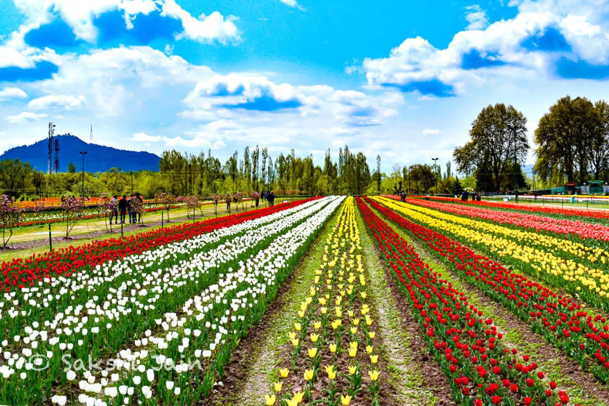 Tulip Trails of Kashmir